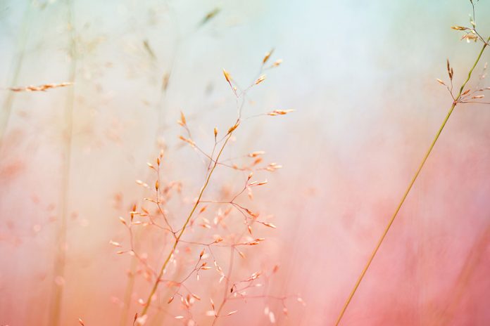 Faire-reculer-le-terrain-de-inflammation-avec-les-huiles-essentielles Faire reculer le terrain de l’inflammation avec les huiles essentielles