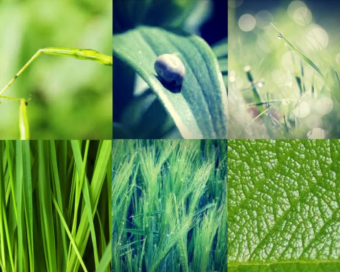 huile-essentielle-maladie-Lyme Déjouer la mystérieuse maladie de Lyme