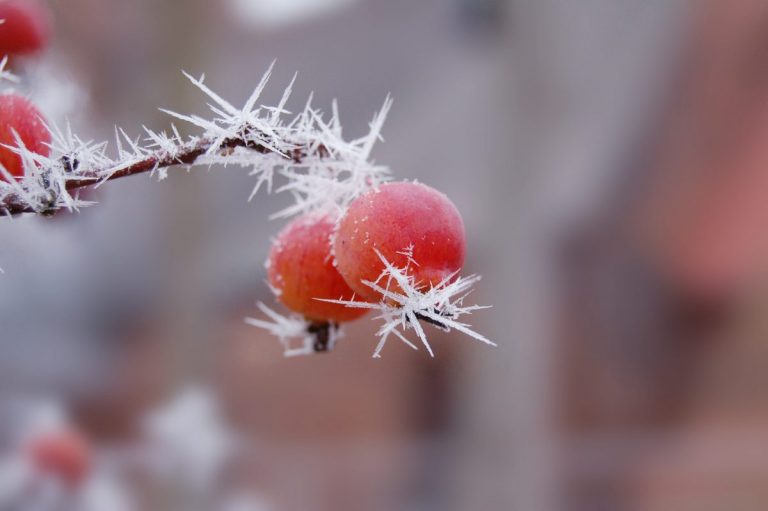 Renforcer son système immunitaire en hiver avec les huiles essentielles