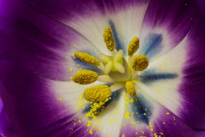 Pollens huiles essentielles et allergie saissonière Pollens huiles essentielles et allergie saissonière