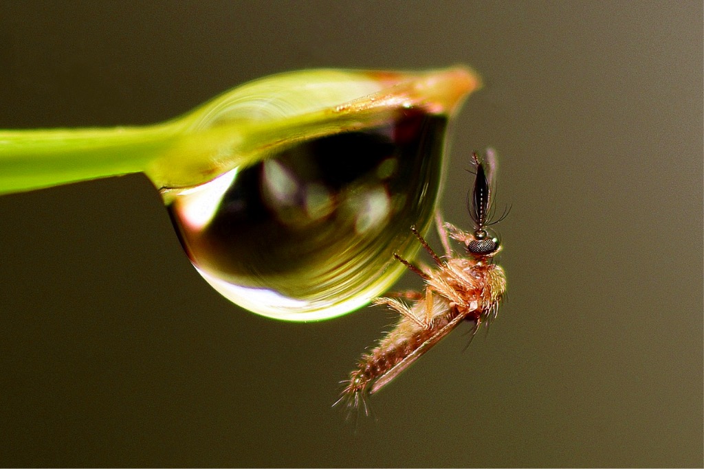 Piqure moustique guêpe et huiles essentielles