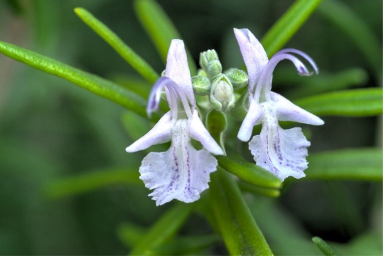 Le romarin : une plante et trois huiles essentielles