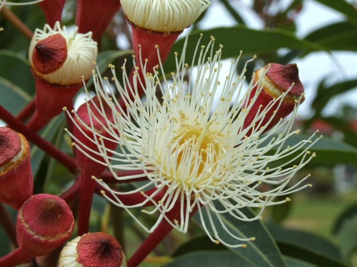 Huile essentielle eucalyptus Huile essentielle eucalyptus