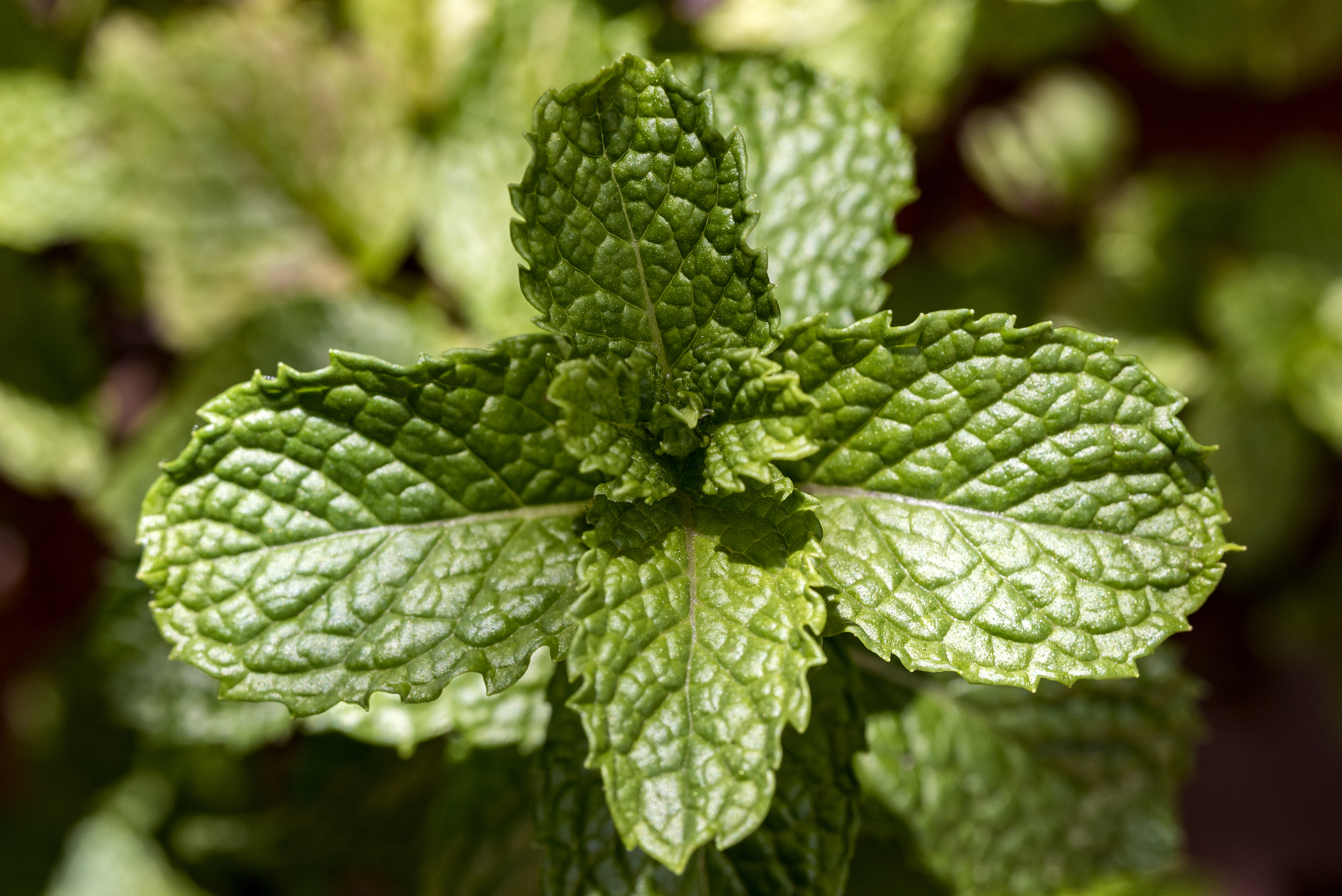 huile essentielle menthe