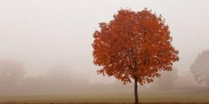 Deprime-et-fatigue-automnale-huiles-essentielles Deprime-et-fatigue-automnale-huiles-essentielles