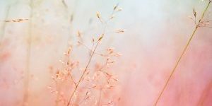 Faire-reculer-le-terrain-de-inflammation-avec-les-huiles-essentielles Faire reculer le terrain de l’inflammation avec les huiles essentielles