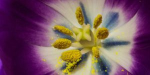 Pollens huiles essentielles et allergie saissonière Pollens huiles essentielles et allergie saissonière