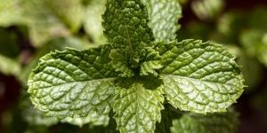 huile essentielle menthe huile essentielle menthe