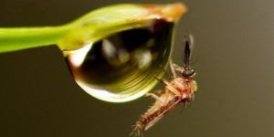 Piqure moustique guêpe et huiles essentielles Piqure moustique guêpe et huiles essentielles