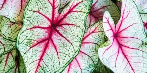 Les huiles essentielles et le cholestérol Les huiles essentielles et le cholestérol