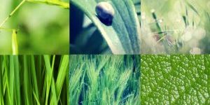 huile-essentielle-maladie-Lyme Déjouer la mystérieuse maladie de Lyme